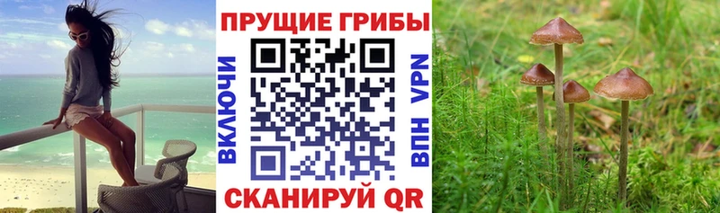 MEGA   Феодосия  Галлюциногенные грибы Cubensis 